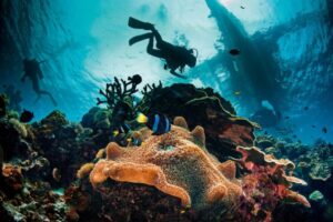 معرفی دوره غواصی SSI Try Scuba – تجربه‌ای هیجان‌انگیز برای کشف دنیای زیر آب