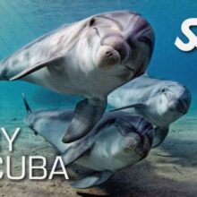دوره آموزش غواصی Try Scuba SSI مبتدی