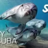مدرک غواصی TRY SCUBA SSI چیست؟ راهنمای کامل 2025