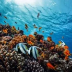 معرفی دوره Marine Invertebrate Ecology SSI