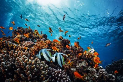 معرفی دوره Marine Invertebrate Ecology SSI معرفی دوره Marine Invertebrate Ecology SSI