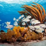 دوره شناسایی ماهیان Fish Identification SSI