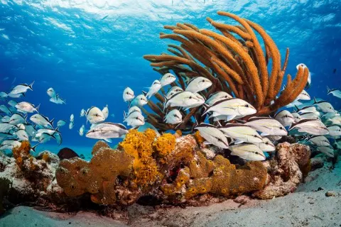 دوره شناسایی ماهیان  SSI Fish Identification دوره شناسایی ماهیان  SSI Fish Identification