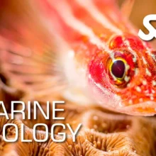 دوره تخصصی Marine Ecology SSI
